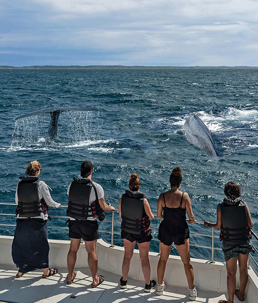 Mirissa - Whale watching Sri Lanka