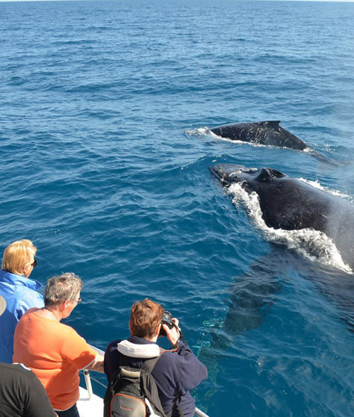 Trincomalee - Whale watching Sri Lanka