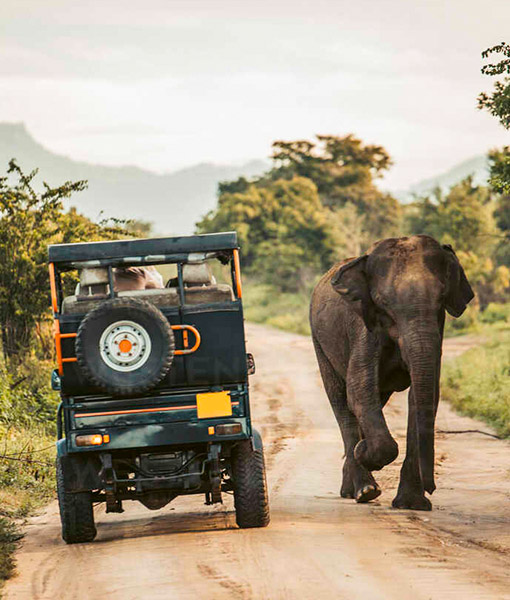 Udawalawa Safari Sri Lanka